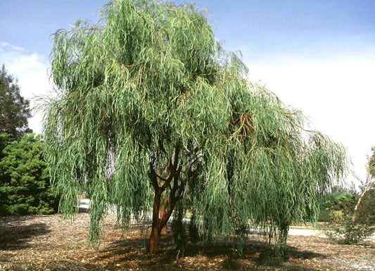 Shoestring Acacia Willow Tree Seeds - 30 Seeds - Acacia stenophylla - Drought Tolerant, Fast-Growing Tree Seeds