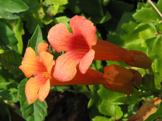 Hummingbird Vine Seeds - 40 Orange/Red Trumpet Flower Seeds - Campsis radicans - GroCo USA