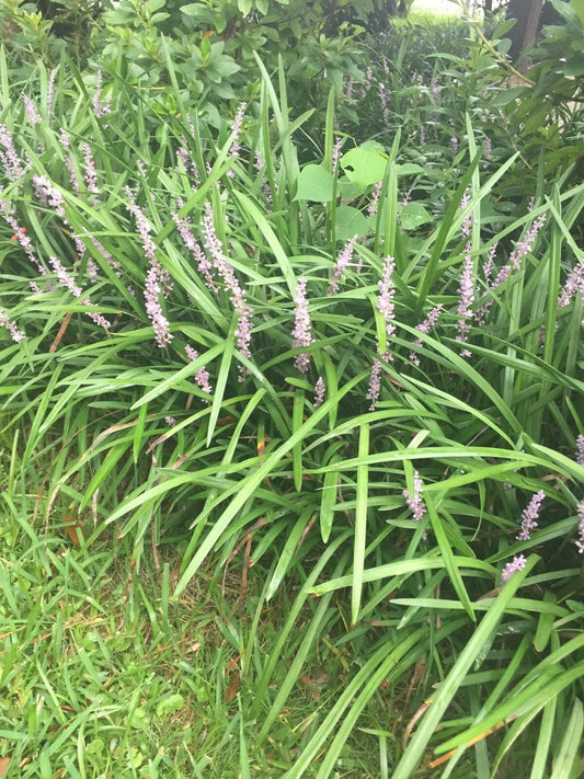 Monkey Grass Plants - 100 Bare Root Evergreen Border Plants, Liriope