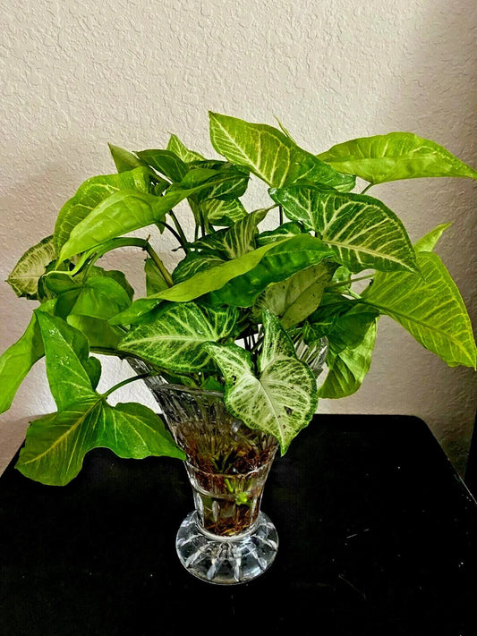 Syngonium Podophyllum 'White Butterfly' Starter Plants - 4 Rooted Arrowhead Plants for Indoor Decor