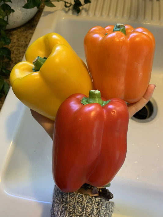 50 Bell Pepper Seeds - Red, Orange, Yellow Varieties - Homegrown Garden Vegetable - Capsicum annuum