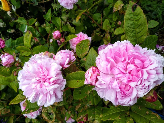 Bare Root Rose Plant, 2 Years Old, Jacques Cartier Variety, Rosa 'Jacques Cartier'