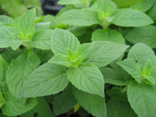 Lemon Mint Seeds 500+ Heirloom Monarda Citriodora Herb Annual USA Free Shipping