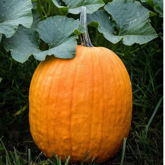 Connecticut Field Pumpkin Seeds, 25+ Non-GMO Heirloom Seeds, Cucurbita pepo