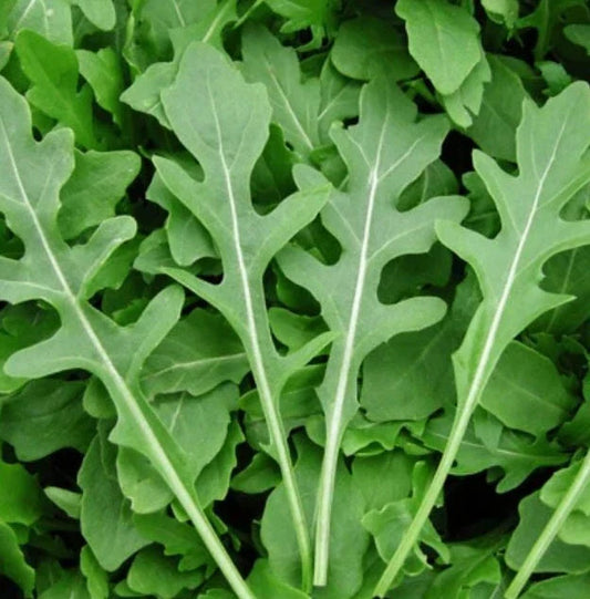 Rocket Arugula Microgreens Seeds - 500 Non-GMO Cool Season Salad Herb - Spicy Flavor (Eruca sativa)