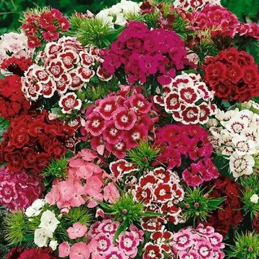 Sweet William Flower Seeds 300+ Mixed Multi-Color Scented Seeds (Dianthus barbatus) - USA Free Shipping