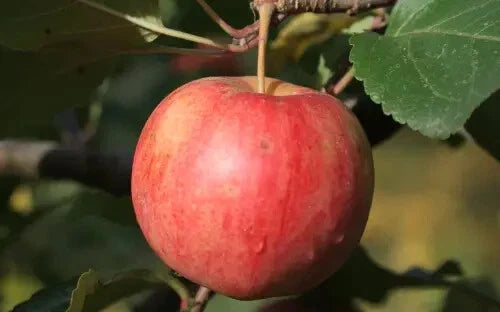 Chestnut Crabapple Seeds - 25+ for Garden Planting - Malus pumila - USA - Free Shipping