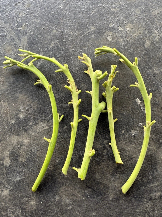 Lamb Hass Avocado Cuttings - 4 Grafting Scions - Persea americana