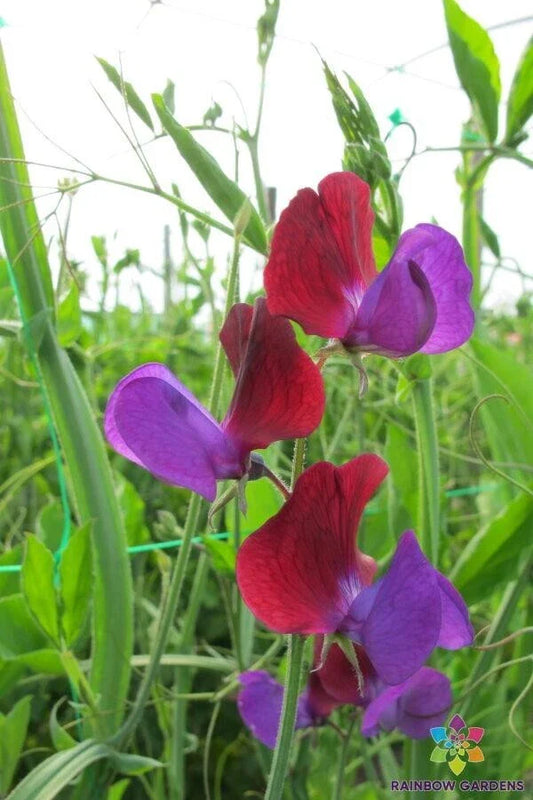Cupani Sweet Pea Seeds - 50 Count - Heirloom Garden Flowers - Lathyrus odoratus - USA Grown