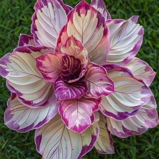 Velvet Flame Calathea Seeds - 25+ Premium Seeds for Garden Planting - Maranta leuconeura 'Fascinator' - USA