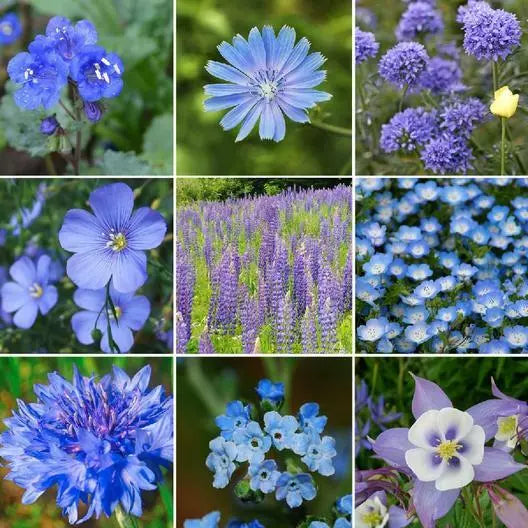 Wildflower Mix 1000 Seeds Exclusive Blue Heirloom Non-GMO USA - SINGIN' THE BLUES