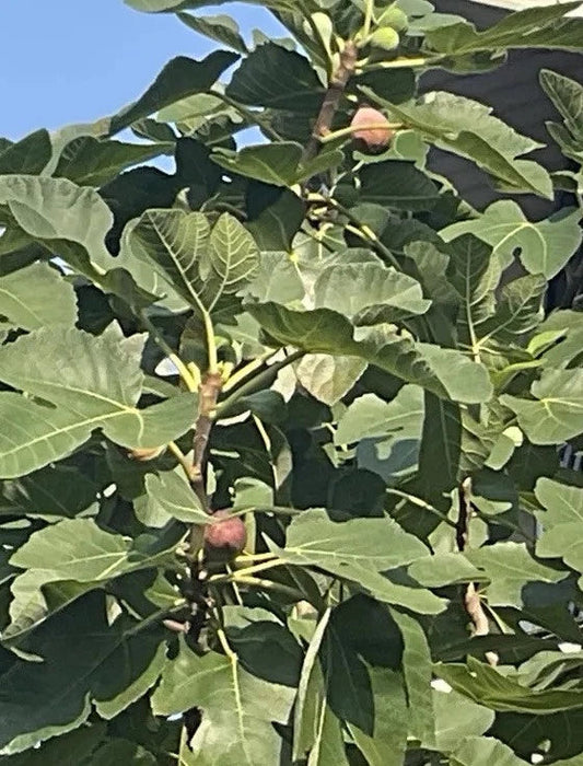 Rooted Brown Turkey Fig Tree - 5"-8" Ficus Carica - Fruit Bearing Indoor/Outdoor Plant