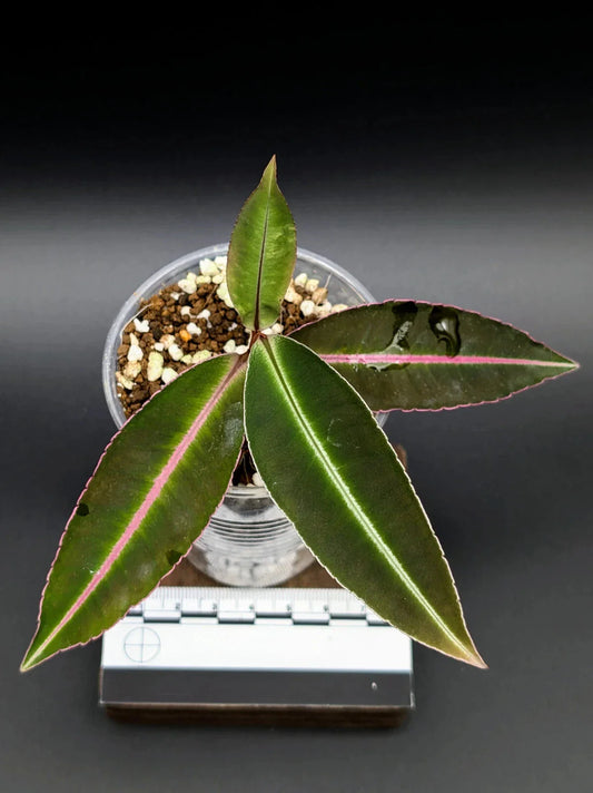 Terrarium Plant - Bare Root - Labisia sp. Kapuas Hulu - Grower's Choice - US Propagated