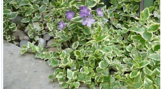 Variegated Vinca Groundcover Starter Vines - Lavender Periwinkle Flowers - 50 Rooted Plants - Vinca minor