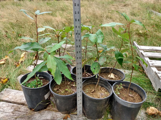 Cottonwood Tree Live Plant 1-2 Feet Bare Root Fast Growing (Populus deltoides)