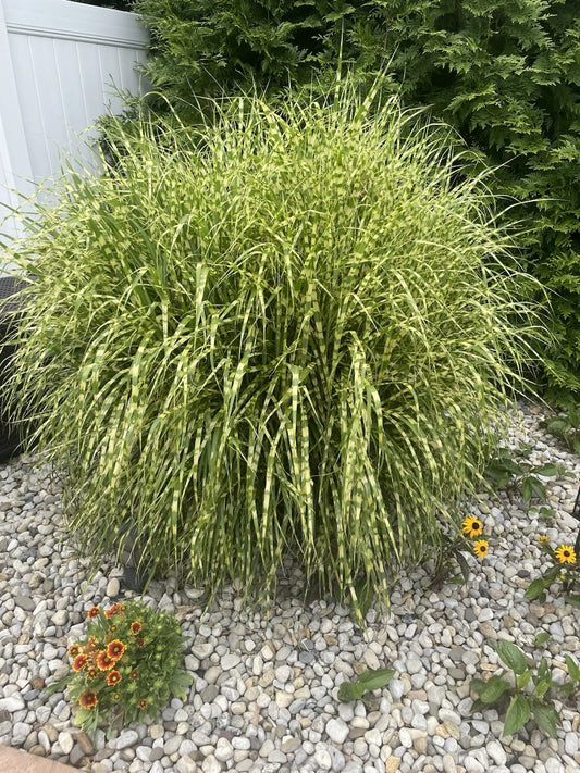 Zebra Maiden Grass Clump - Striped Gold Miscanthus - Fully Rooted Perennial Plants for Landscaping and Garden Decor