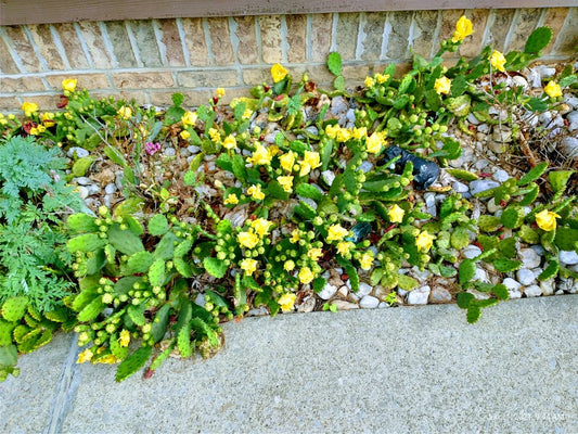 Prickly Pear Cactus 10 Pads with Yellow Flowers - Winter Hardy Cactus (Opuntia)