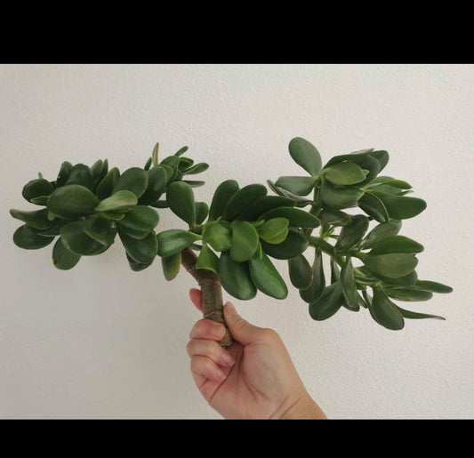 Thick Cutting Jade Plant Succulent 0.75-1 Inch Diameter Crassula ovata - 2 Pieces