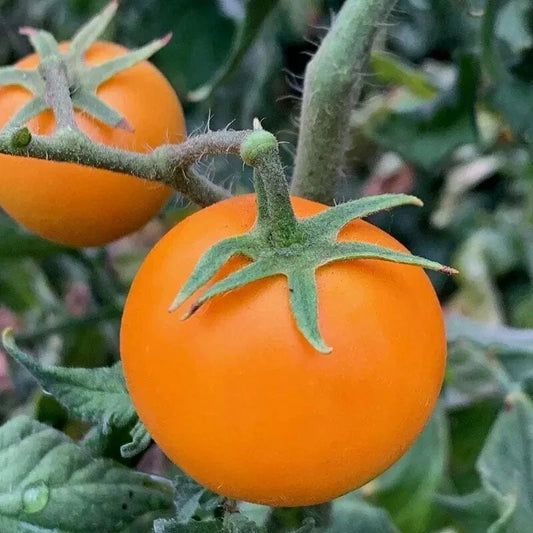 Orange Cherry Tomato Seeds - 30+ Heirloom Organic - Rare Variety - Solanum lycopersicum