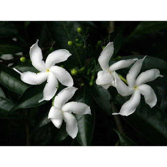 Pinwheel Crape Jasmine Starter Plant - Small Tabernaemontana divaricata - Rooted Indoor/Outdoor Flowering Plant