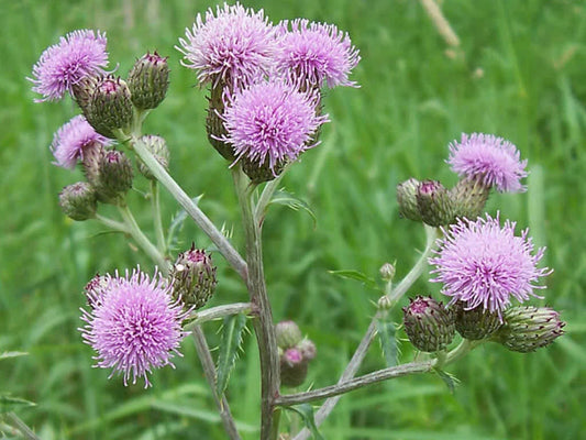Creeping Thistle Seeds - 200+ Pack for Garden Planting - Cirsium arvense - Non-GMO, USA Grown, Free Shipping