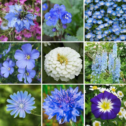Wildflower Seed Mix 500+ Seeds Blue Ribbon Perennials Pollinator Friendly Heirloom Non-GMO