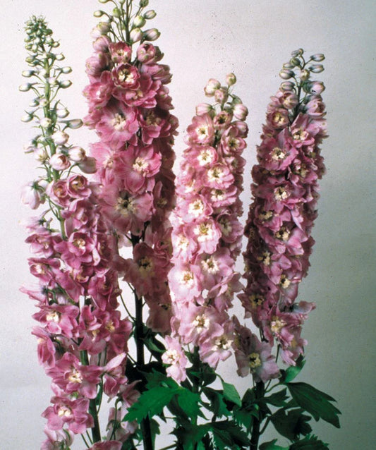 Delphinium Magic Fountain Lilac Pink Perennial Plant - Full Sun - Old Fashioned Favorite (Delphinium elatum)