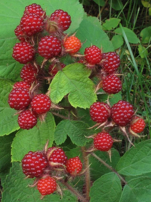 Wild Japanese Wineberry Bush - 4 Live Plants - Fruiting Bare Root - Rubus phoenicolasius