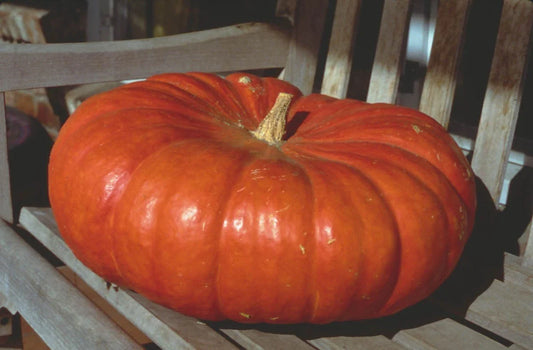 Cinderella Pumpkin Seeds - Heirloom Variety for Baking, Canning & Decorative Use - Perfect for Fall Harvest