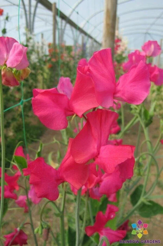 Sally Maitland Sweet Pea Seeds - 50+ Pack for Garden Planting - Lathyrus odoratus - USA Made, Free Shipping
