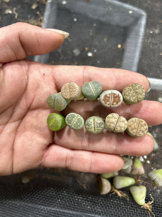 30pc Living Stone Succulent Plants, Lithops, 0.4-0.5” Bare Root, Ideal for Indoor Gardening and Terrariums