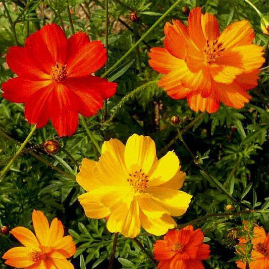 Cosmos Bright Lights Seeds 100 Ct | Annual Cut Flower Garden Mix | Colorful Blooms | Cosmos bipinnatus