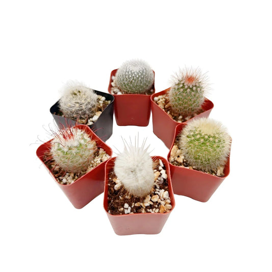 Live Cactus Collection of 6 Real Succulent Indoor Outdoor Plants - Assorted Varieties for Home Decor