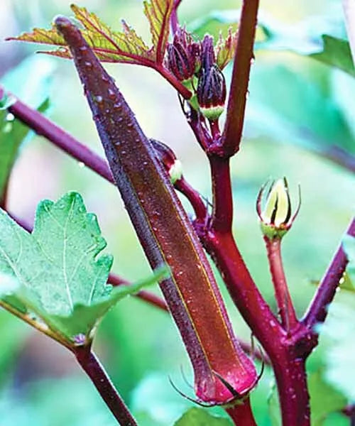 Red Burgundy Okra Seeds - 50+ Fresh Vegetable Seeds (Abelmoschus esculentus) - Heirloom Variety - USA Grown