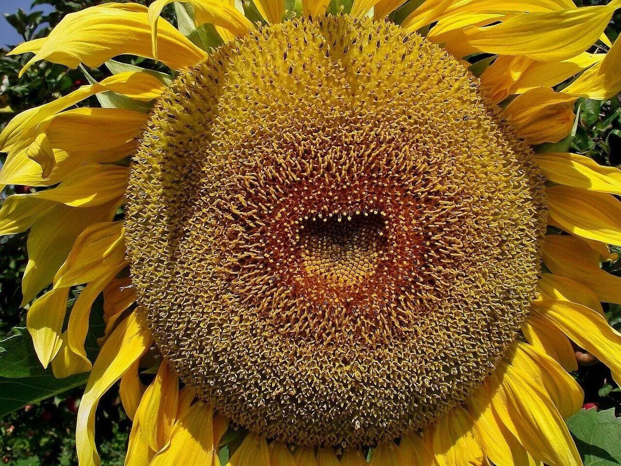 American Giant Hybrid Sunflower Seeds - Gardening Gift - Helianthus annuus - Fast Shipping