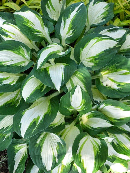 Hosta Plant - Vulcan Variety - Hardy Perennial Foliage - Hosta 'Vulcan'