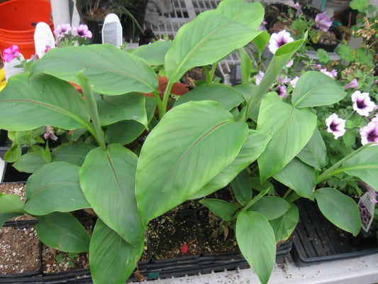Cold Hardy Banana Plant - 4" Potted Basjoo Banana - Well Rooted Live Plant (Musa basjoo)