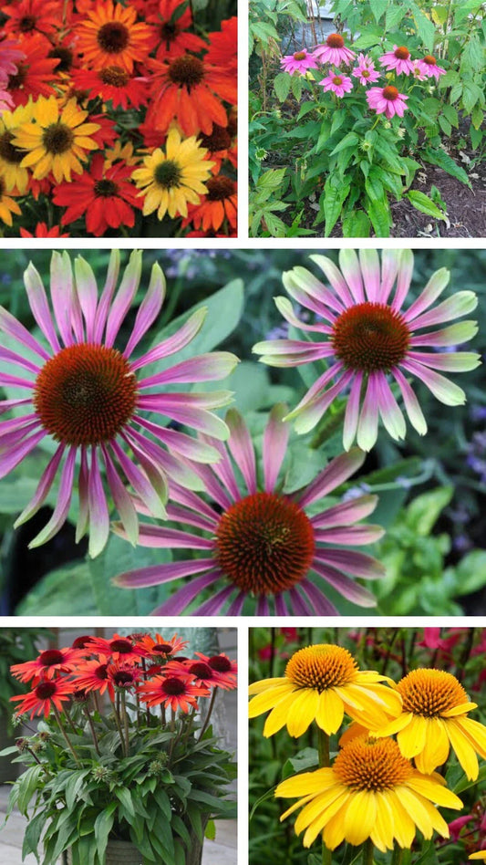 Echinacea Sampler Live Perennial Plants, 5 Unique Varieties, Echinacea x hybrida, Deer Resistant, Attracts Butterflies
