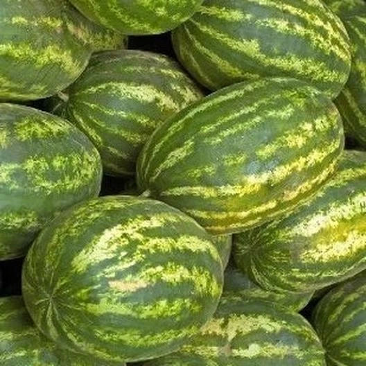 Watermelon Seeds 20+ Striped Klondike Picnic Melons Citrullus lanatus, Garden Seeds, Heirloom Variety, Free Shipping