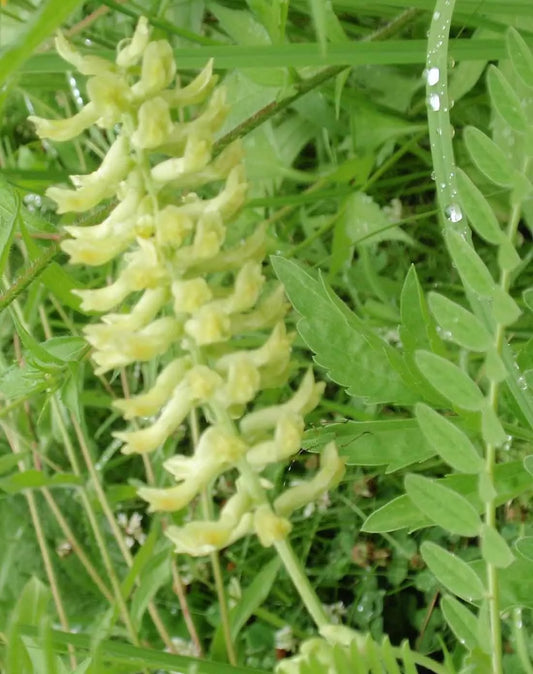 Vetch Seeds - 115 Seeds - Canadian Milk with Light Yellow Blossoms - GroCo