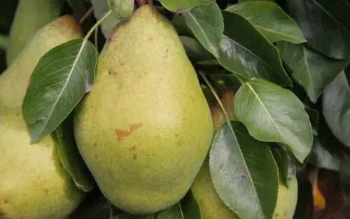 Pitmaston Duchess Pear Seeds - 25+ Seeds for Garden Planting - Pyrus communis - USA