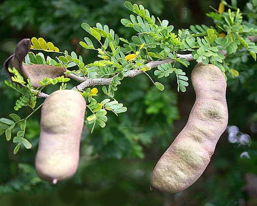 Texas Ebony Tree Seed Pods Halves - Ebenopsis ebano for Bonsai Planting - 30 Natural Seed Pods