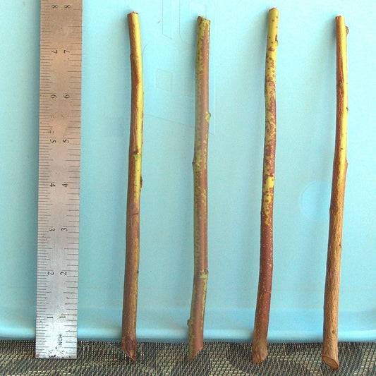 Plum Tree Rootstock Cutting 10 Pack Semi-Dwarf NO ROOT for Scion-Wood Grafting Prunus domestica
