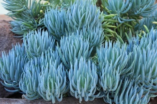 Blue Chalk Sticks Succulent Cutting - Healthy Live Plant, Easy Care, Rare Variety (Senecio mandraliscae)