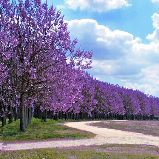Royal Empress Seeds - 100 Count - Fast Growing Tree - Paulownia tomentosa