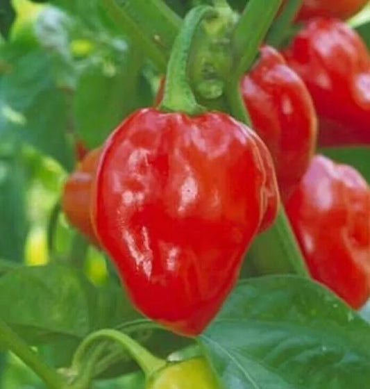 Red Habanero Pepper Seeds, 30+ Count, Caribbean Variety, Non-GMO, Hot and Spicy, Capsicum chinense