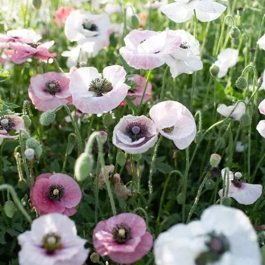 Mother of Pearl Poppy Seeds - Fresh 2024 Mix of Blues and Pinks - Papaver somniferum