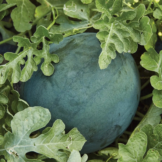 Sugar Baby Watermelon Seeds - NON-GMO Icebox Variety, Compact Size, Citrullus lanatus - Free Shipping