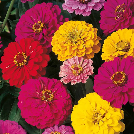 Dahlia Flowered Zinnia Mix, Mixed Colors, Easy to Grow, Zinnia elegans, Garden Seeds