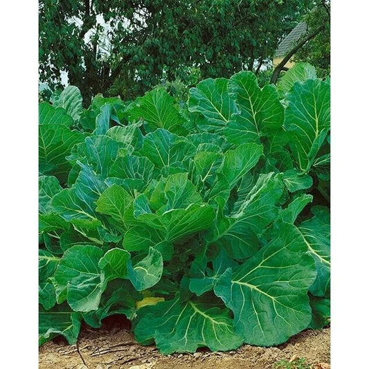 Kale Seeds - Portuguese Couve Tronchuda, Non-GMO Heirloom - Brassica oleracea